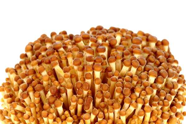 Enoki 2