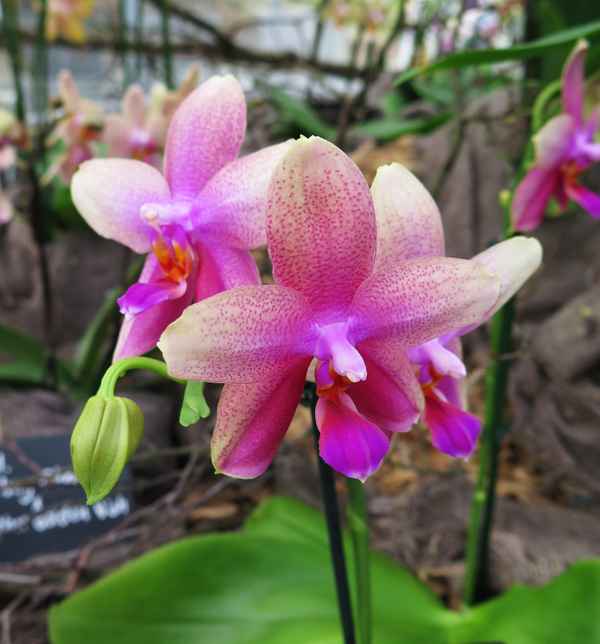 Phal Liodoro