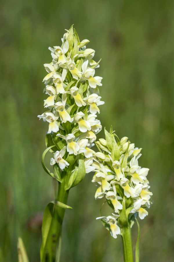 Strohgelbes Knabenkraut