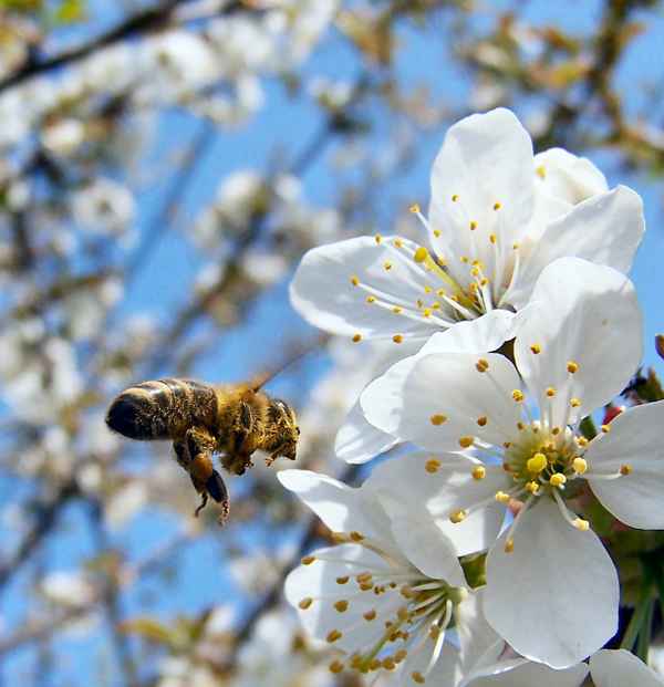 Fleißiges Bienchen...