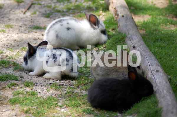 4 kleine Kaninchen