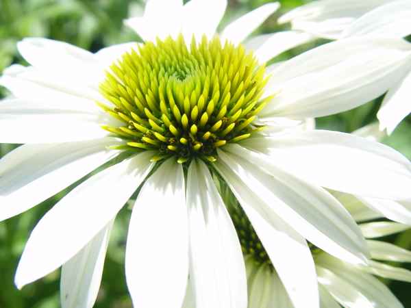 Echinacea purpurea Alba