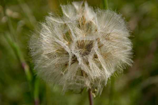 Reife Pusteblume/ Taraxacum officinale