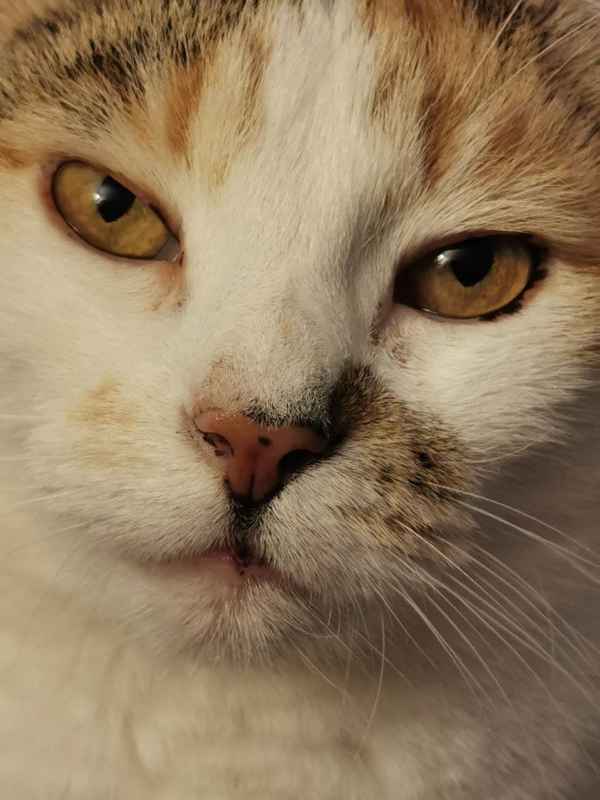 Katze ganz nah