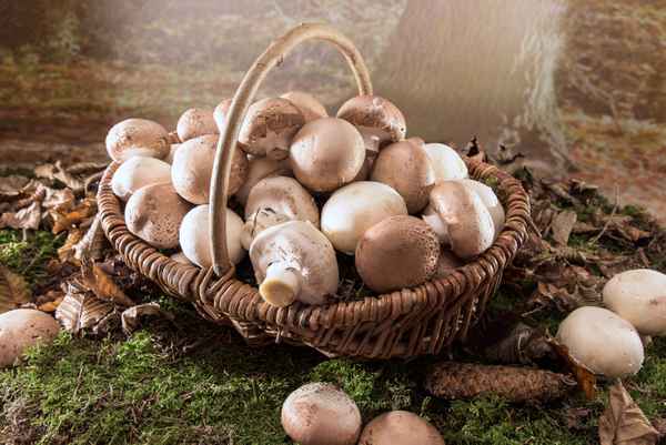 Korb mit frischen Pilzen im Wald