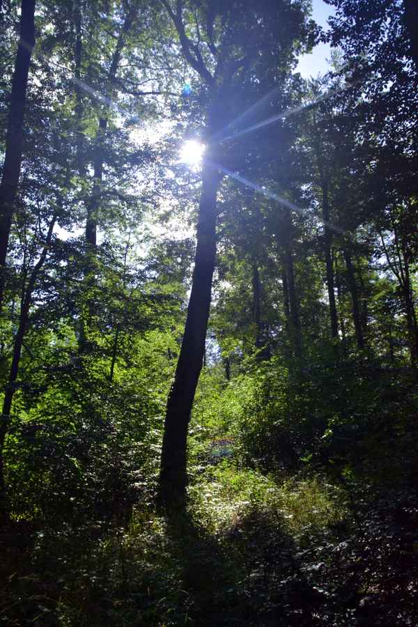 Wald im Gegenlicht