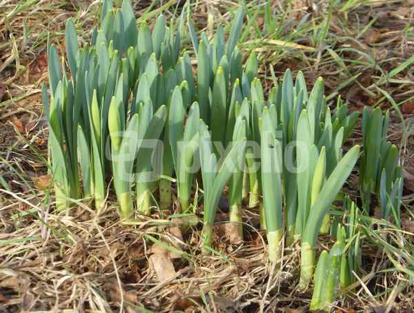 Narzissen im Februar