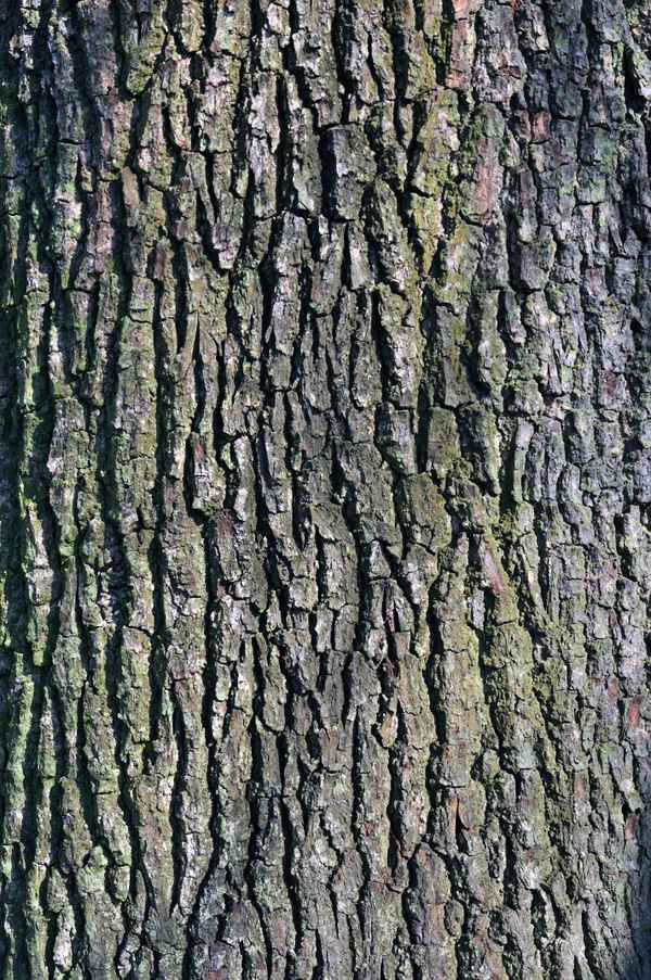 Textur Baumrinde