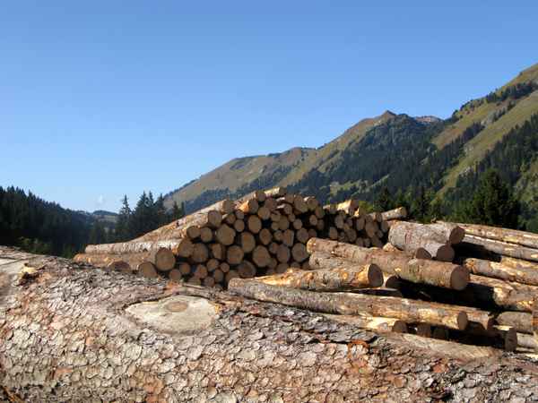 Naturschutzgebiet Hongrin - Nutzholz