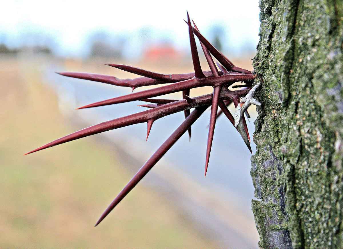 Die Dornen der Gleditschie