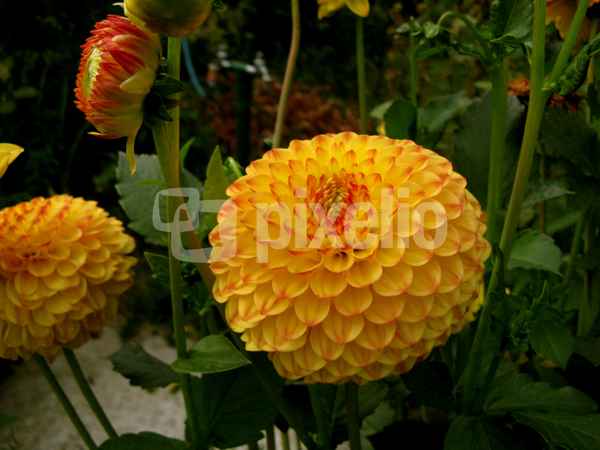 Dahlien