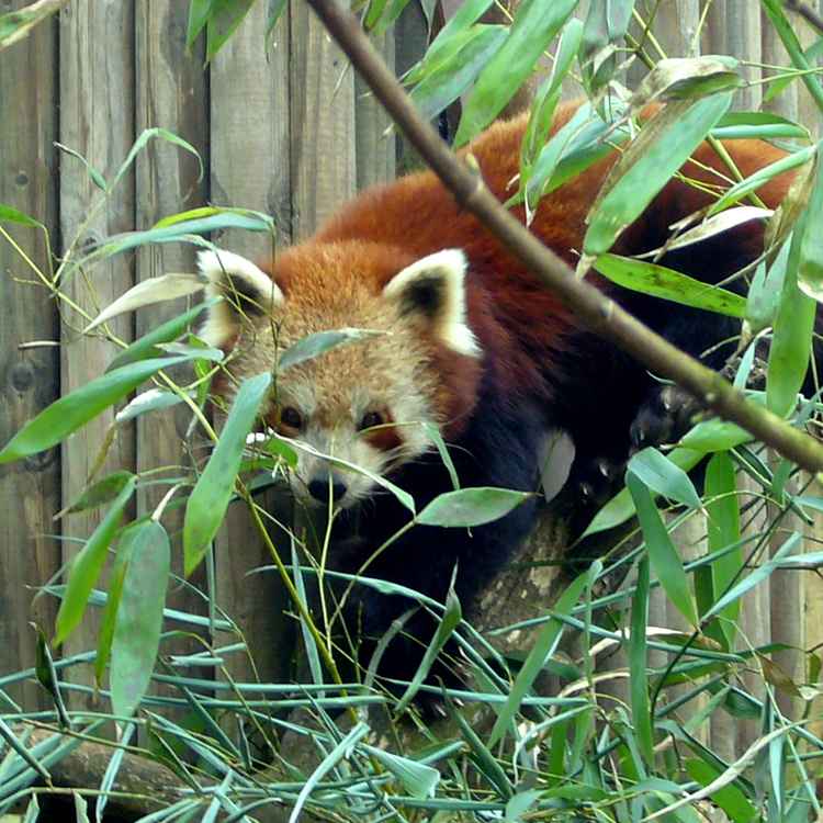Tierpark Kleve - Kleiner Panda (2)
