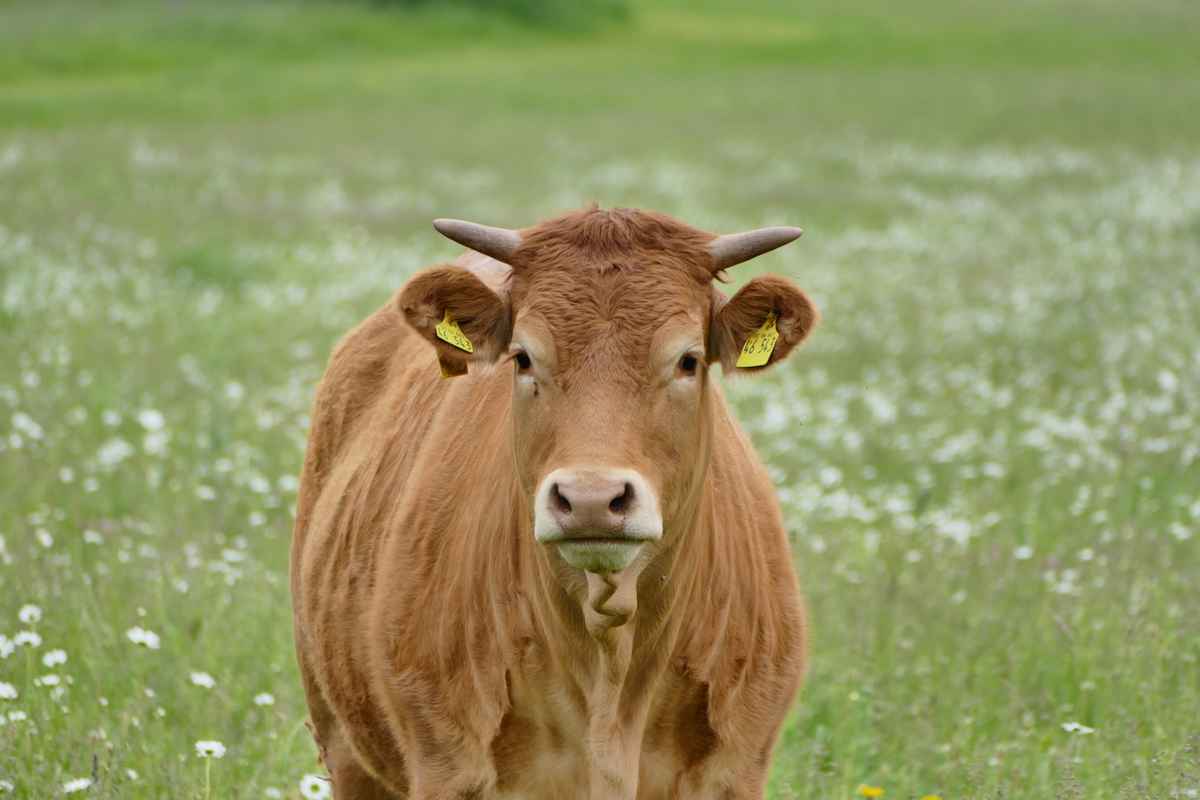 Limousin-Rind auf Weide