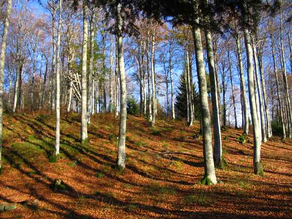 Idylischer Herbstwald
