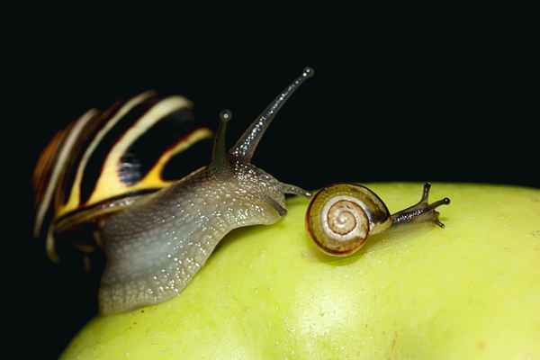 Erste "Kriechversuche" einer Baby-Schnecke!