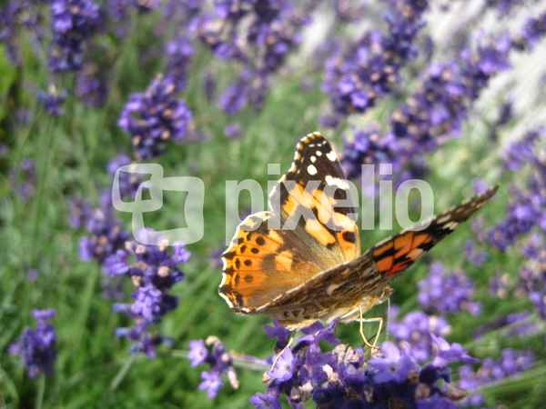 Schmetterling auf Lavender