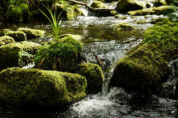 Am Sankenbach bei Baiersbronn 5