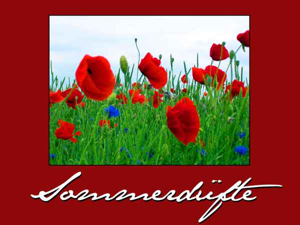 Sommerdüfte