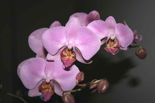 Blüten 24