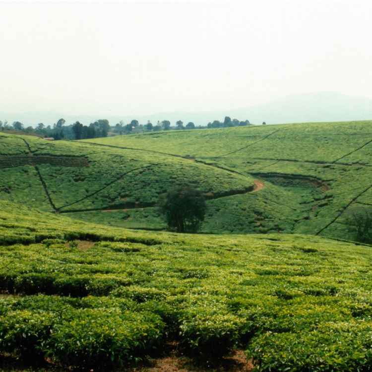 Teeplantage in Südtanzania
