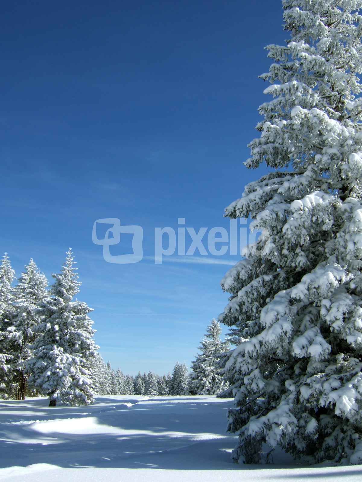 Verschneite Tannen unter blauem Himmel_4