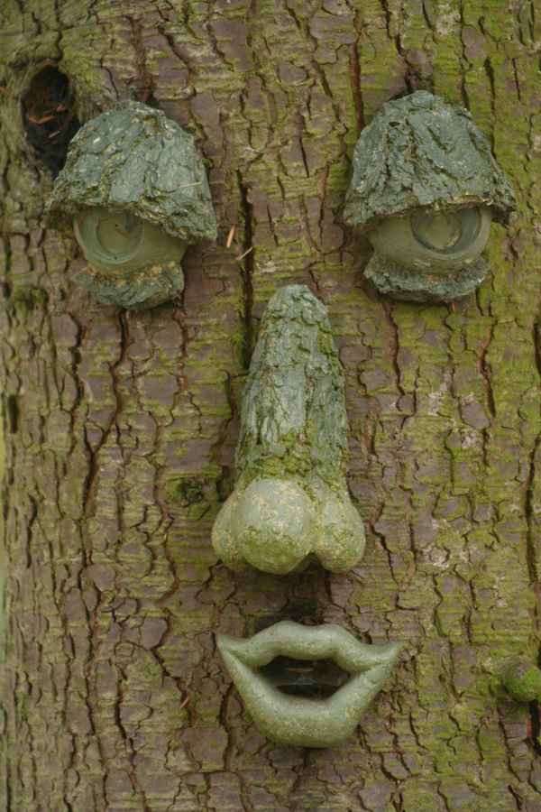 Face in the tree