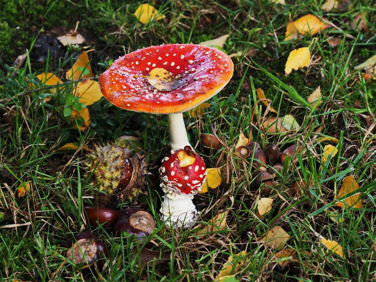 herbstimpressionen