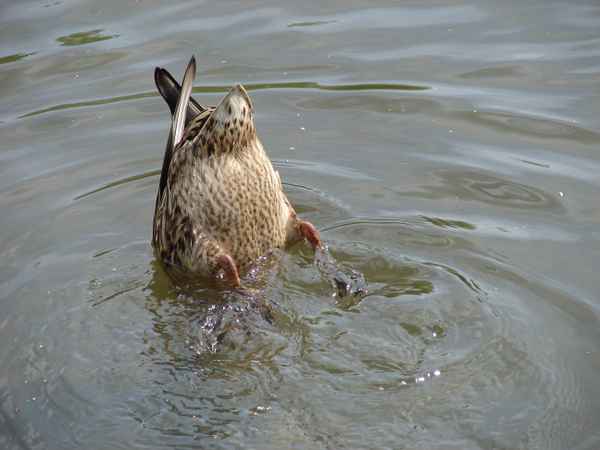 Köpfchen in das Wasser
