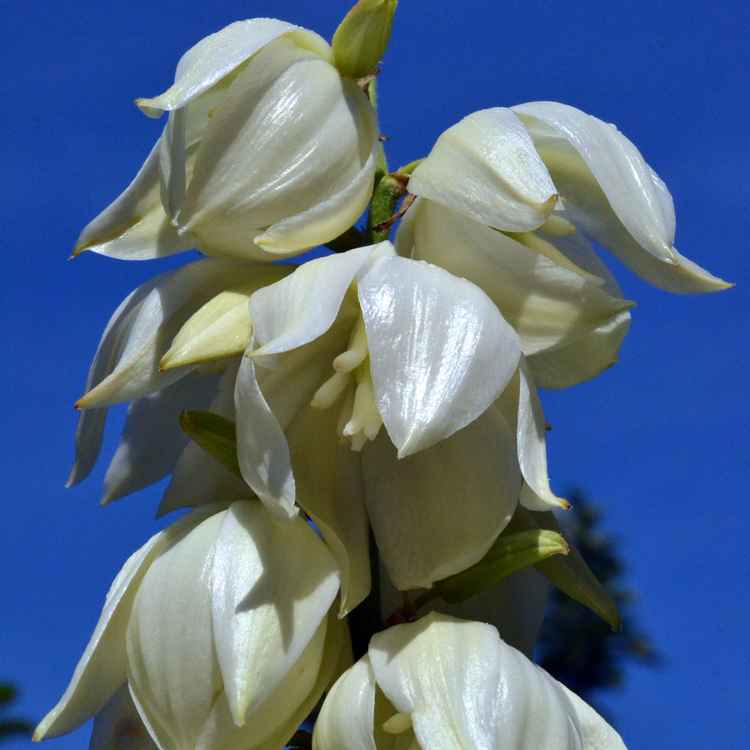 Blüte der Yucca