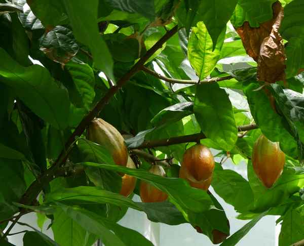 Kakaobaum mit Früchten