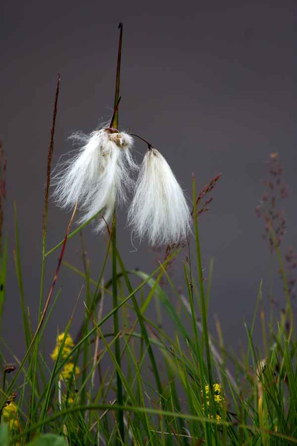 flauschig