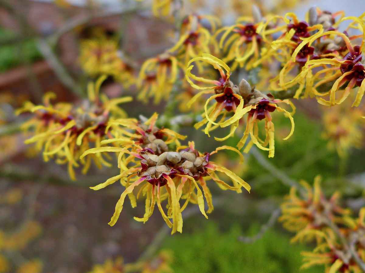Hamamelis oder Zaubernuss