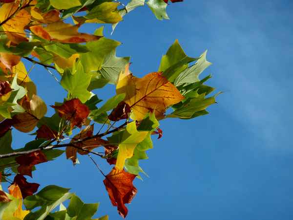 autumn - fall - herbst