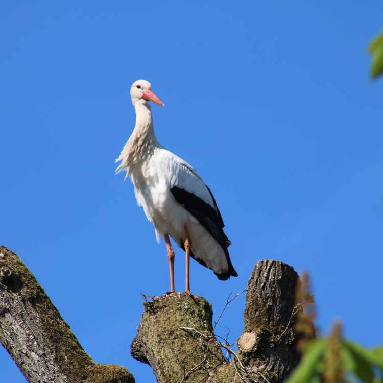 Storch in Sicht!