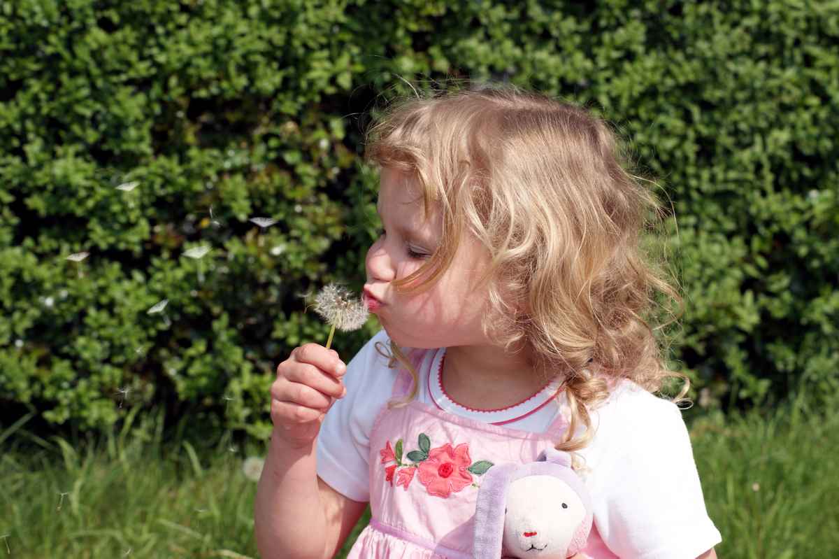 Pusteblümchen