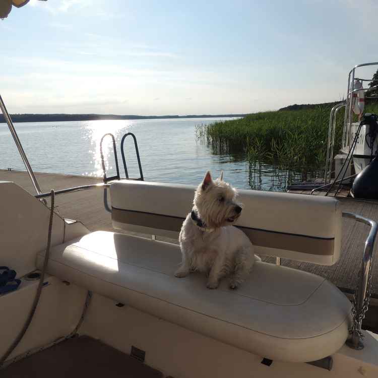 Hund auf Sportboot