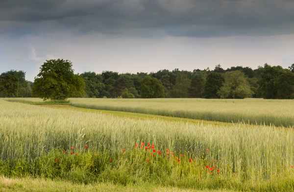 Getreidefeld mit Mohnblumen