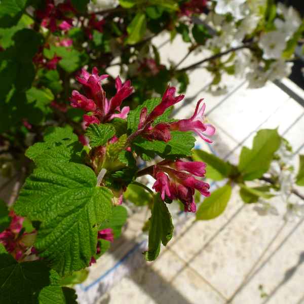 Rote Blüten