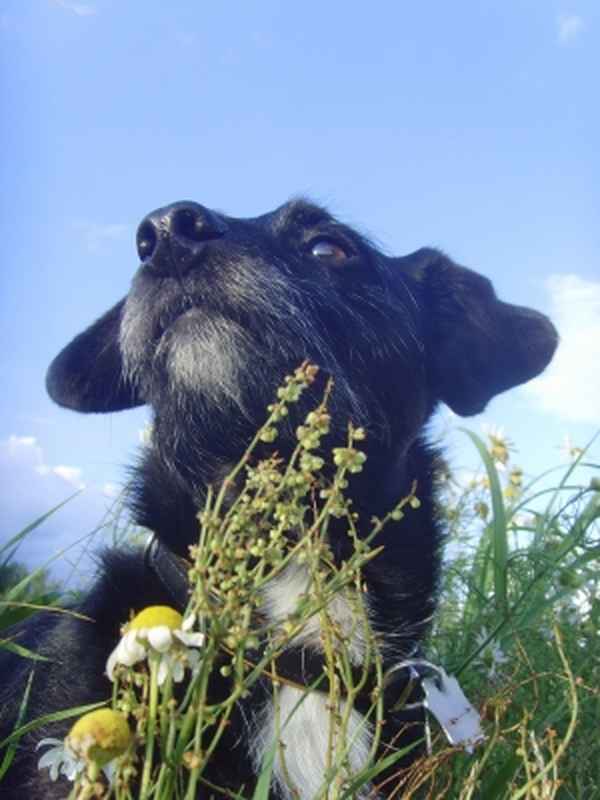 Jack Russell Mix Caddy genießt sein Gassi II