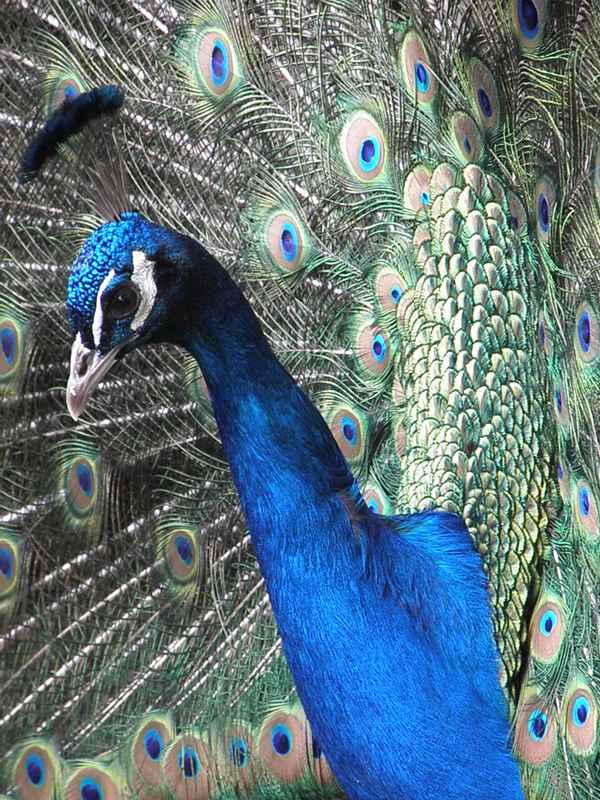 Pfau im Tierpark Potzberg 4