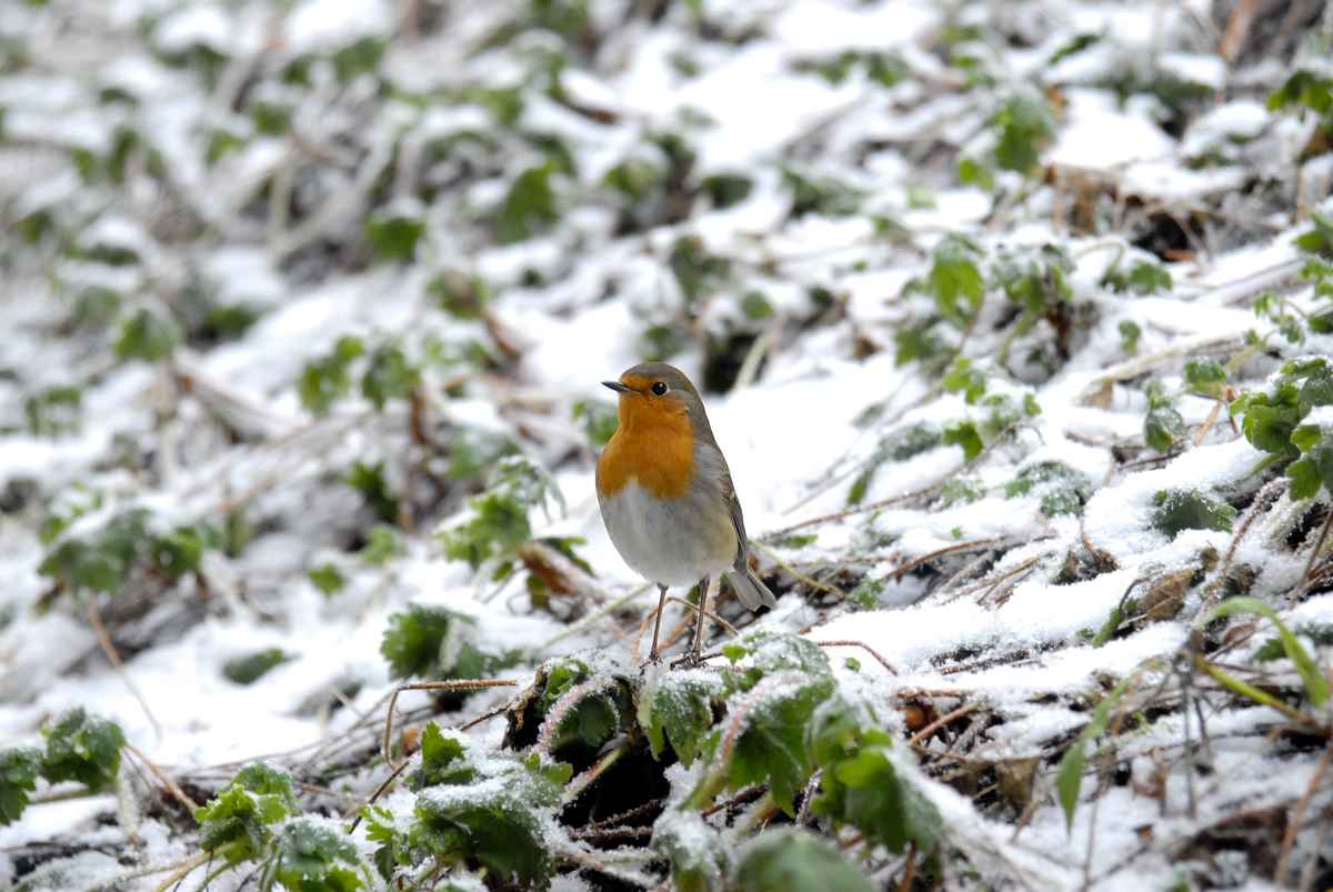 Rotkehlchen im Schnee 1