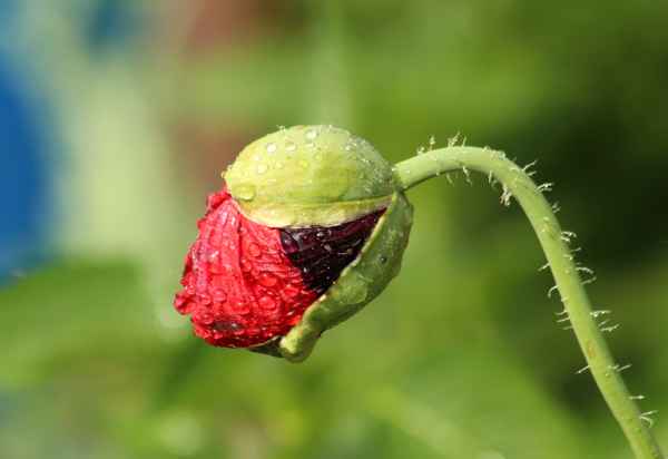 mohnknospe mit regentropfen