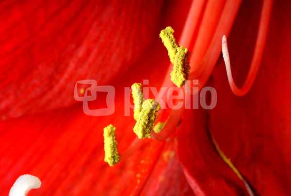 Blüten 228
