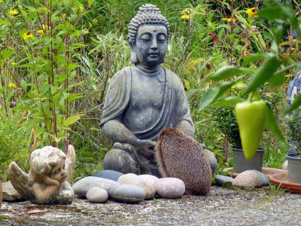 Igel trinkt beim Buddha