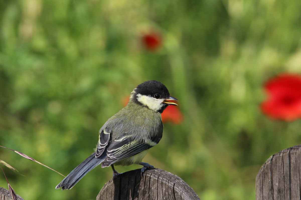 Kleine Meise