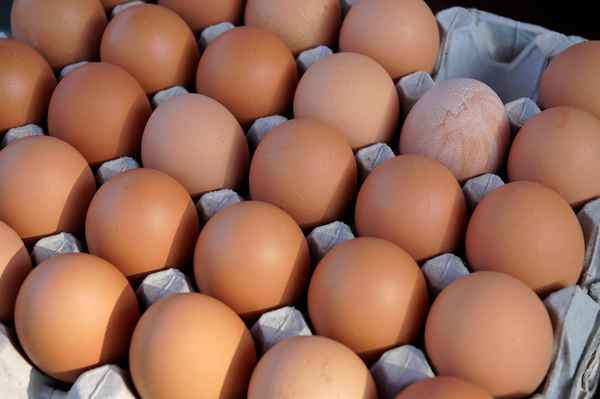 Eier