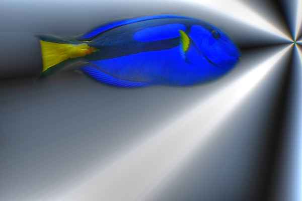 Fisch im Sog...