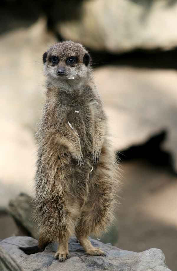 wenn die neugierde plagt