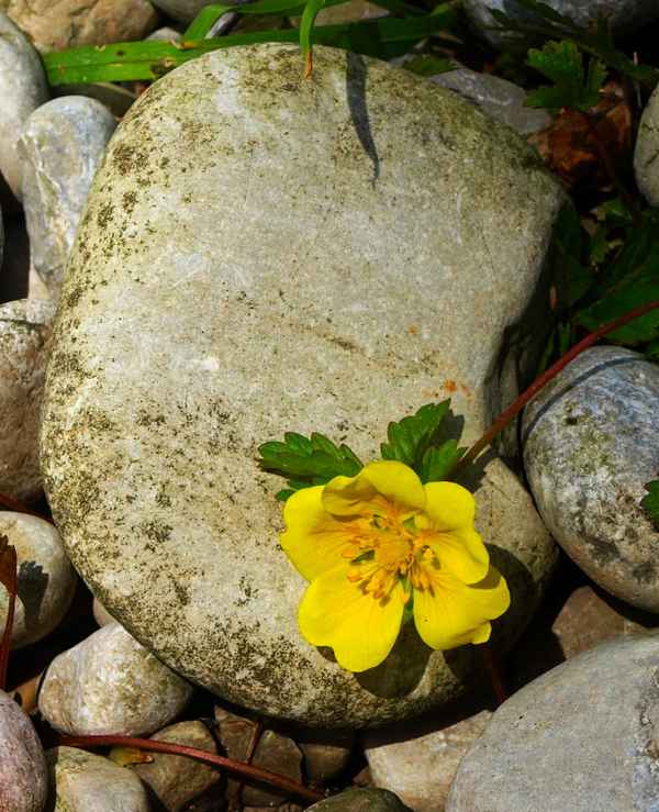 Ranunculus repens