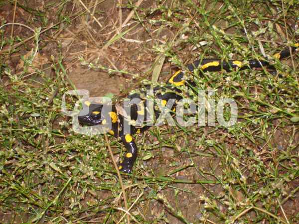 feuersalamander